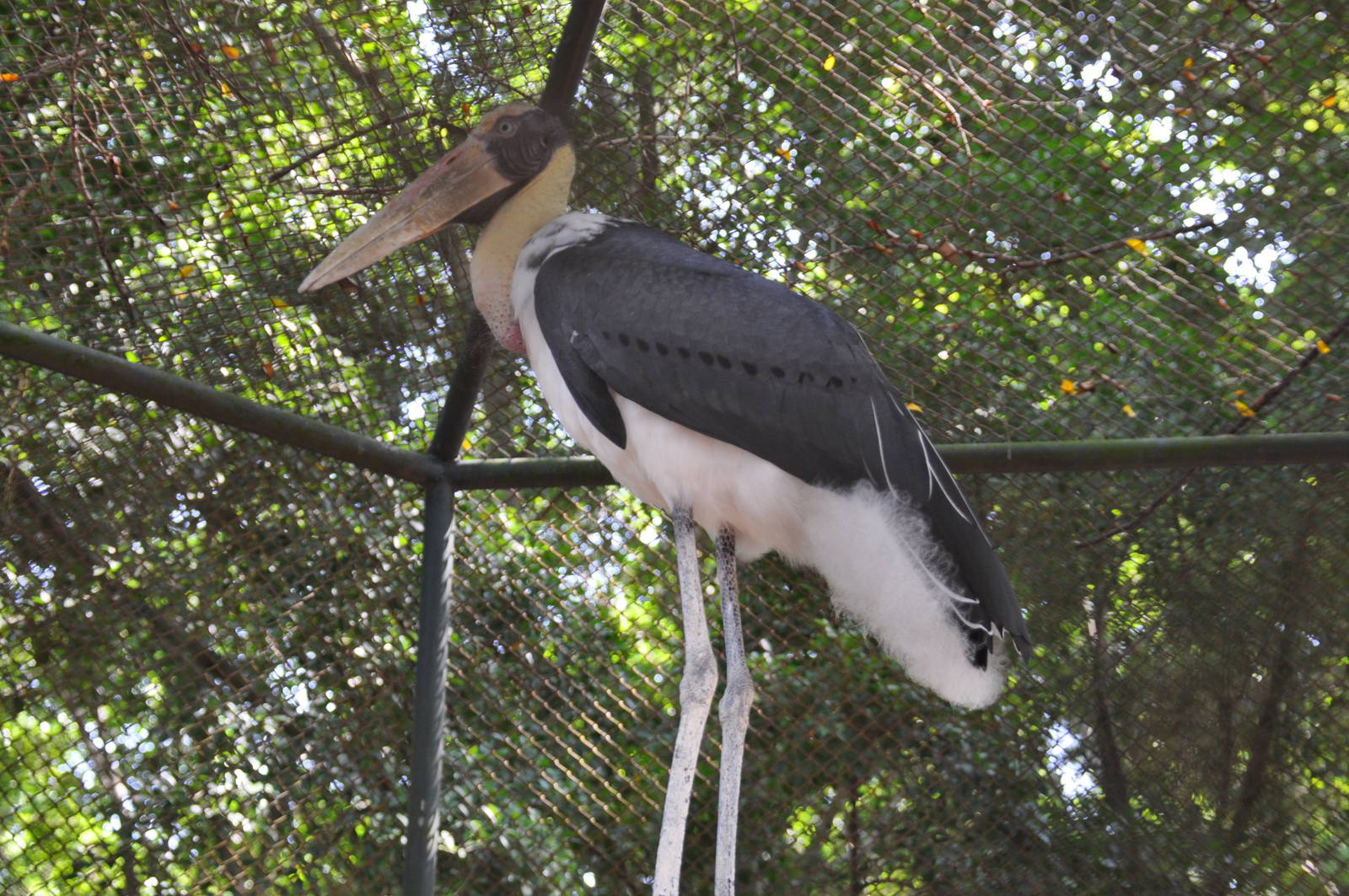 Lesser adjutant stork/ Leptoptilos javanicus
