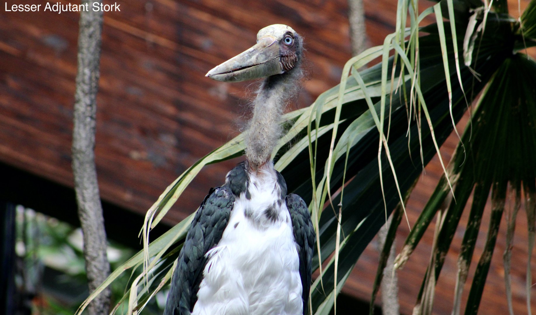 Lesser Adjutant Stork (Leptoptilos javanicus)