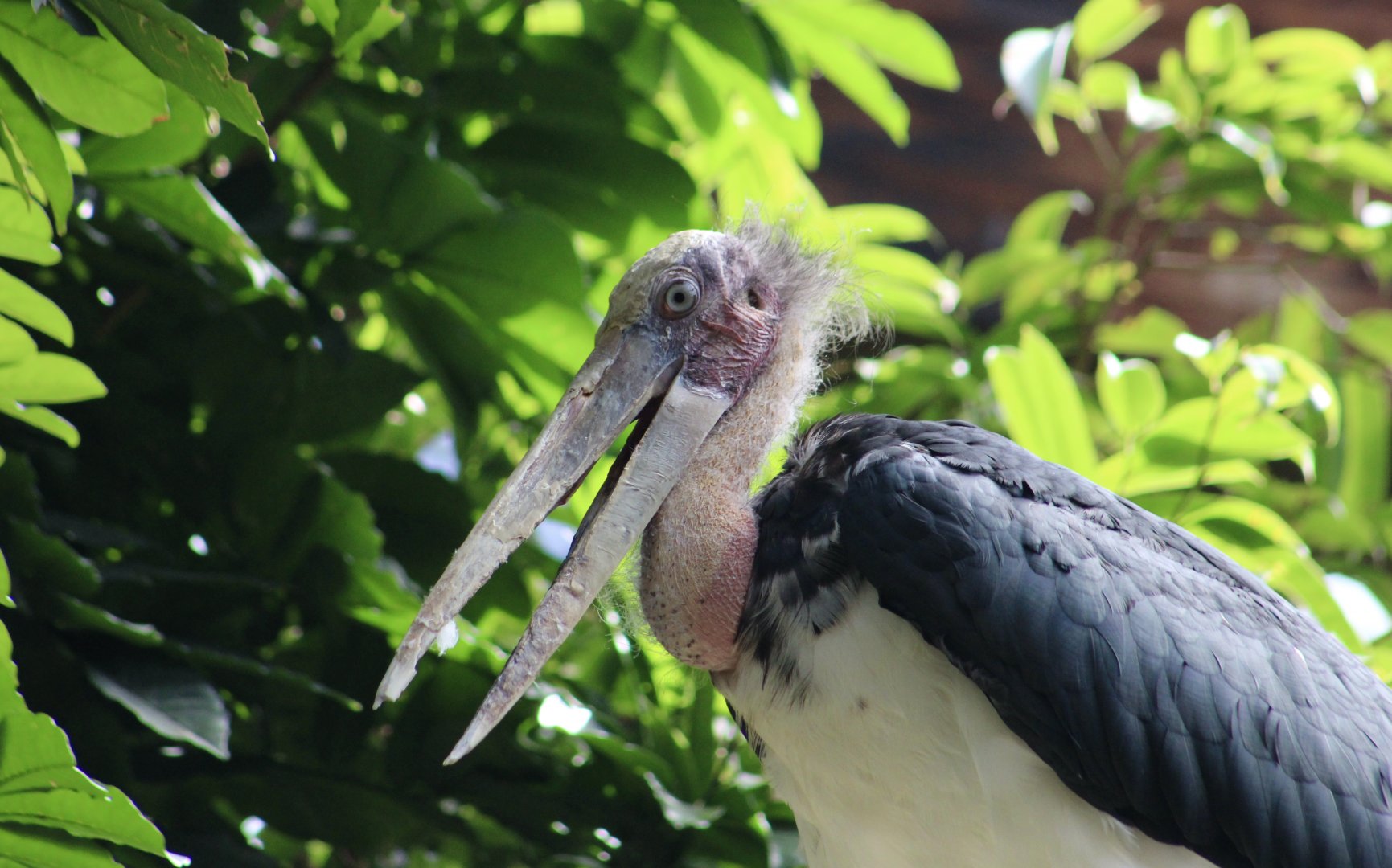 Lesser Adjutant Stork (Leptoptilos javanicus)