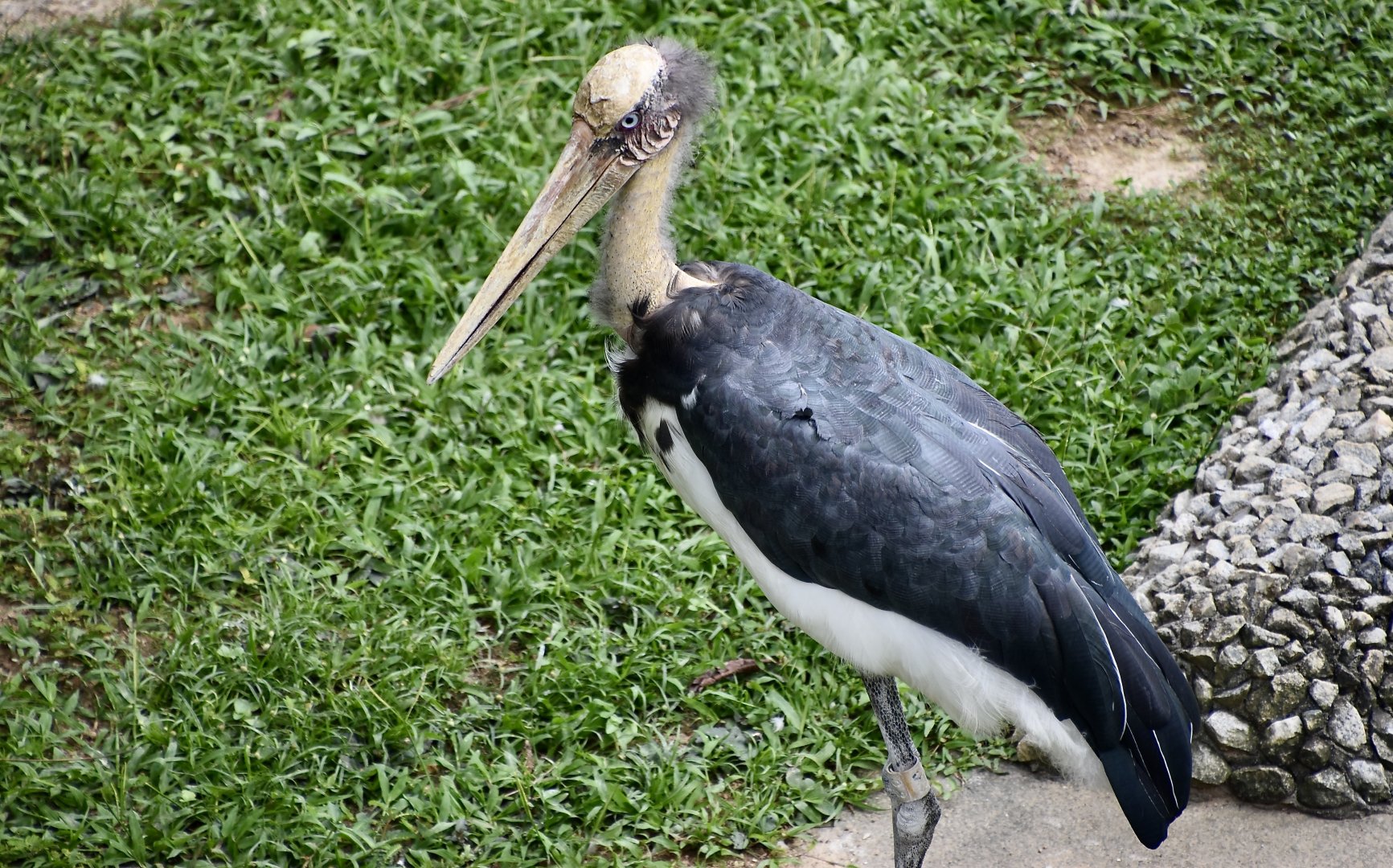 Lesser Adjutant Stork (Leptoptilos javanicus)
