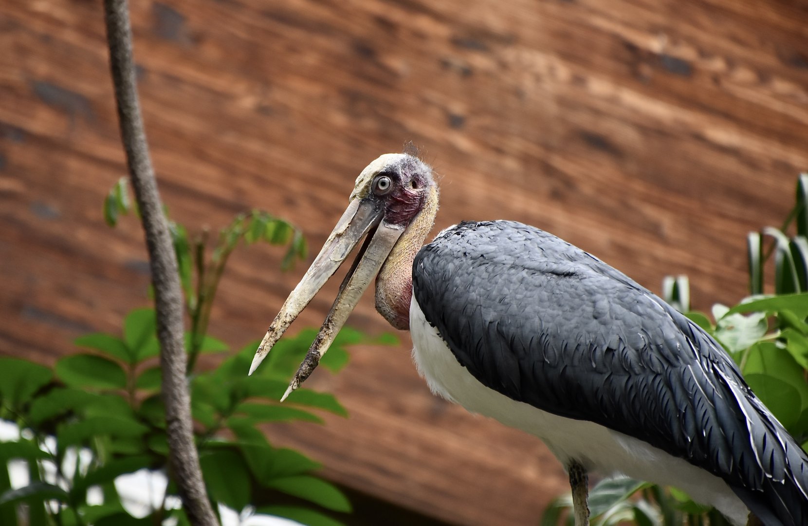 Lesser Adjutant Stork (Leptoptilos javanicus)