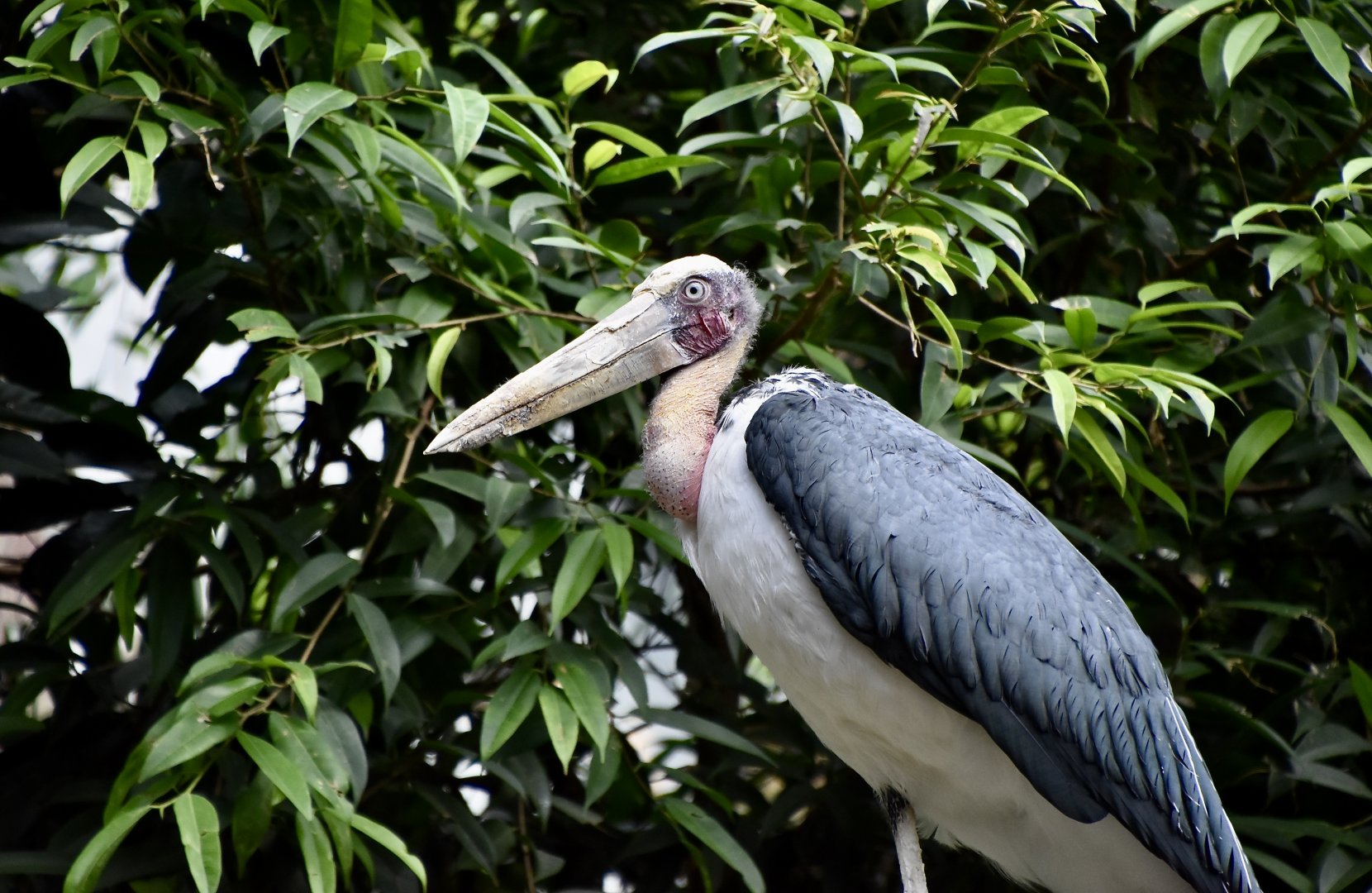 Lesser Adjutant Stork (Leptoptilos javanicus)