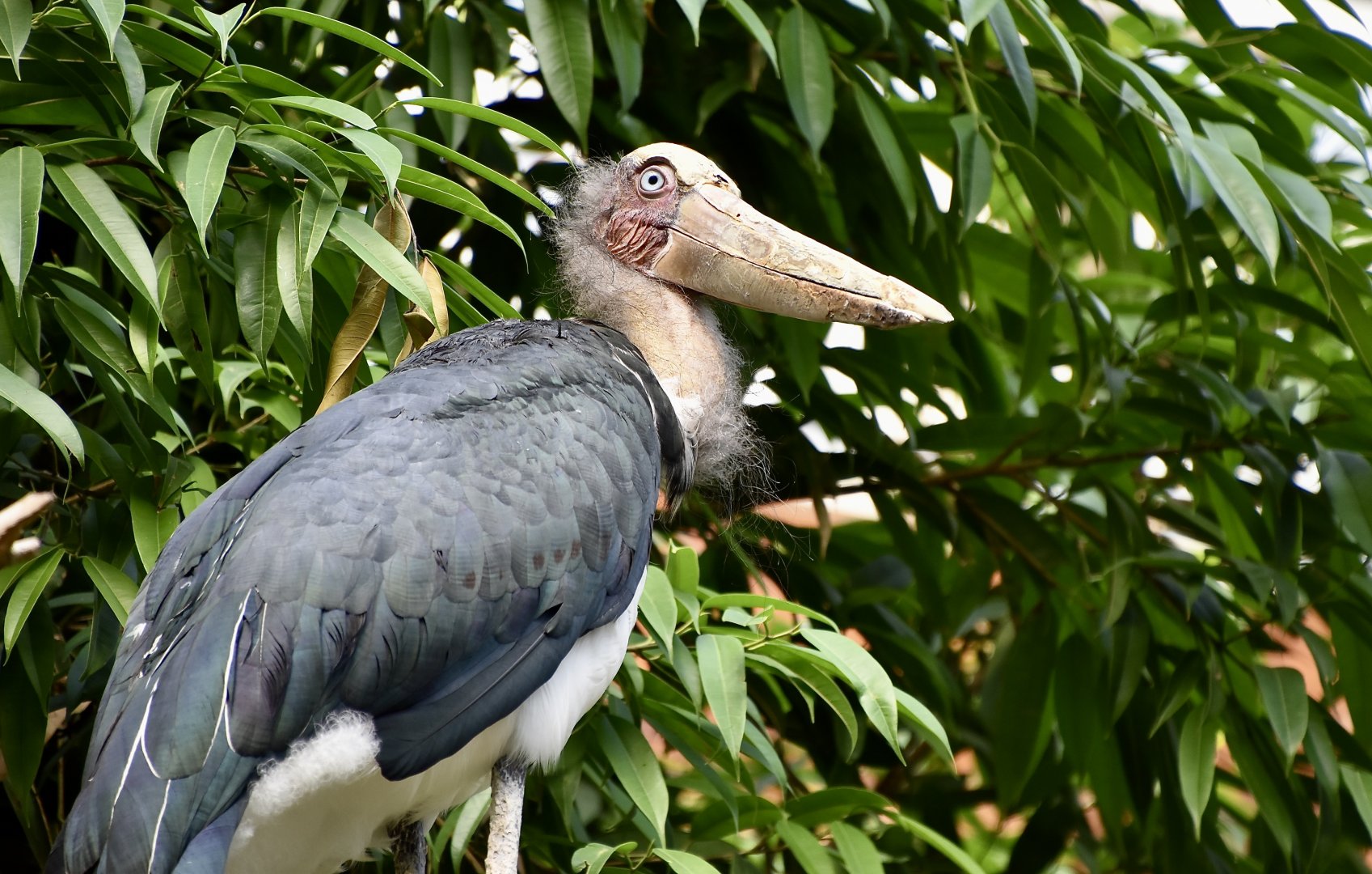 Lesser Adjutant Stork (Leptoptilos javanicus)