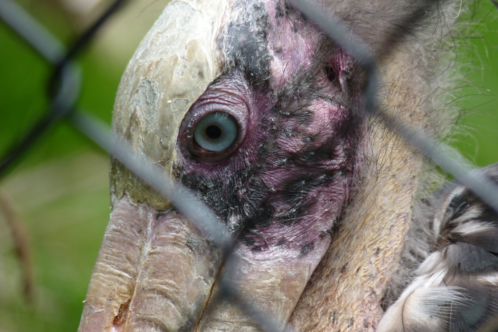 Lesser adjutant stork, May 2017