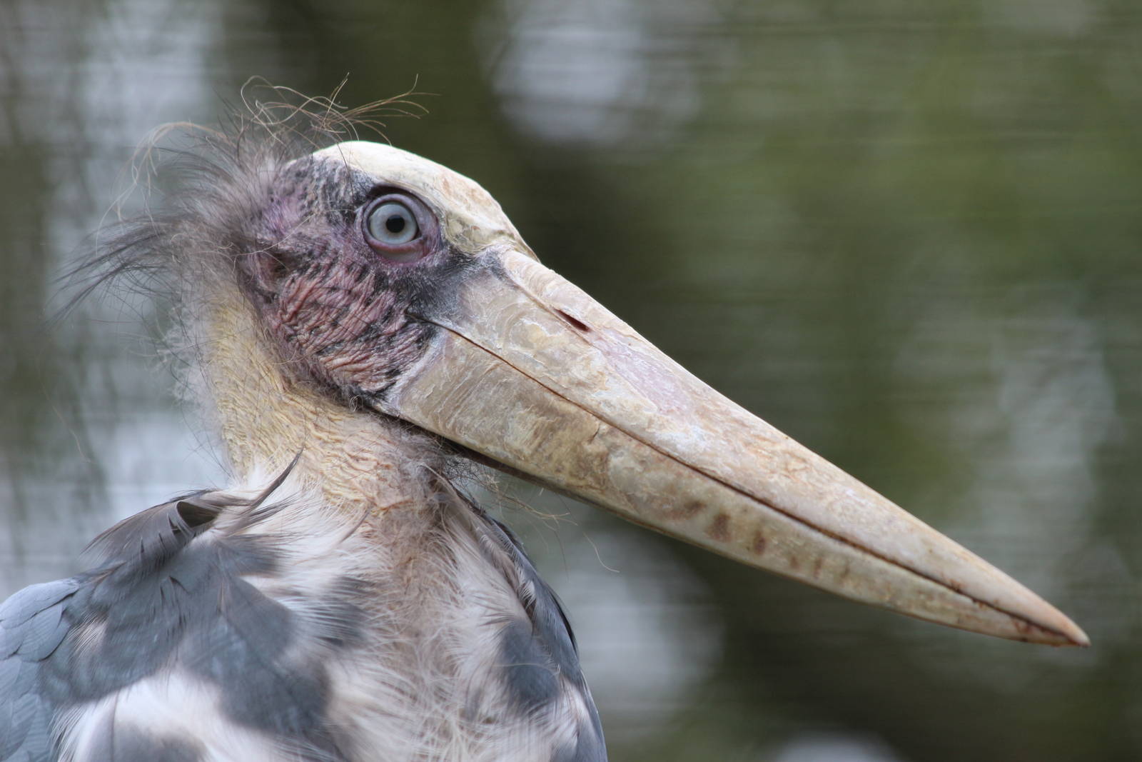 Lesser Adjutant Stork @ Paignton; 21.09.2016