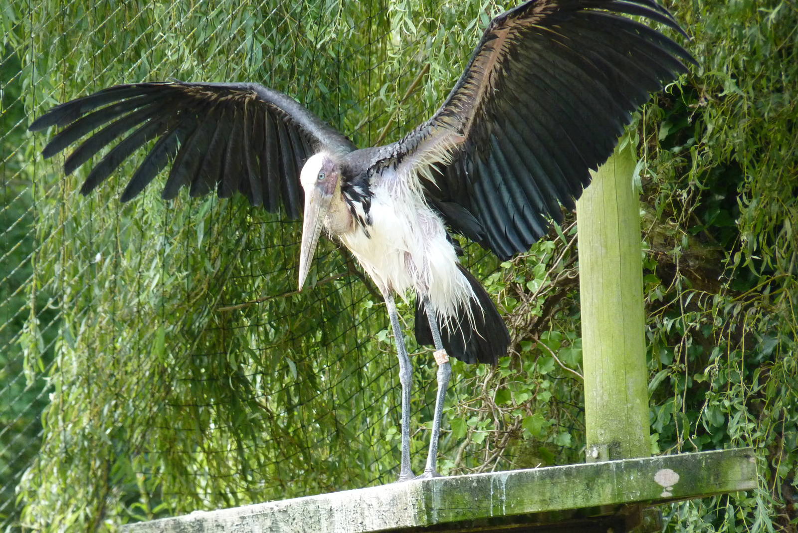 Lesser Adjutant Stork, September 2015