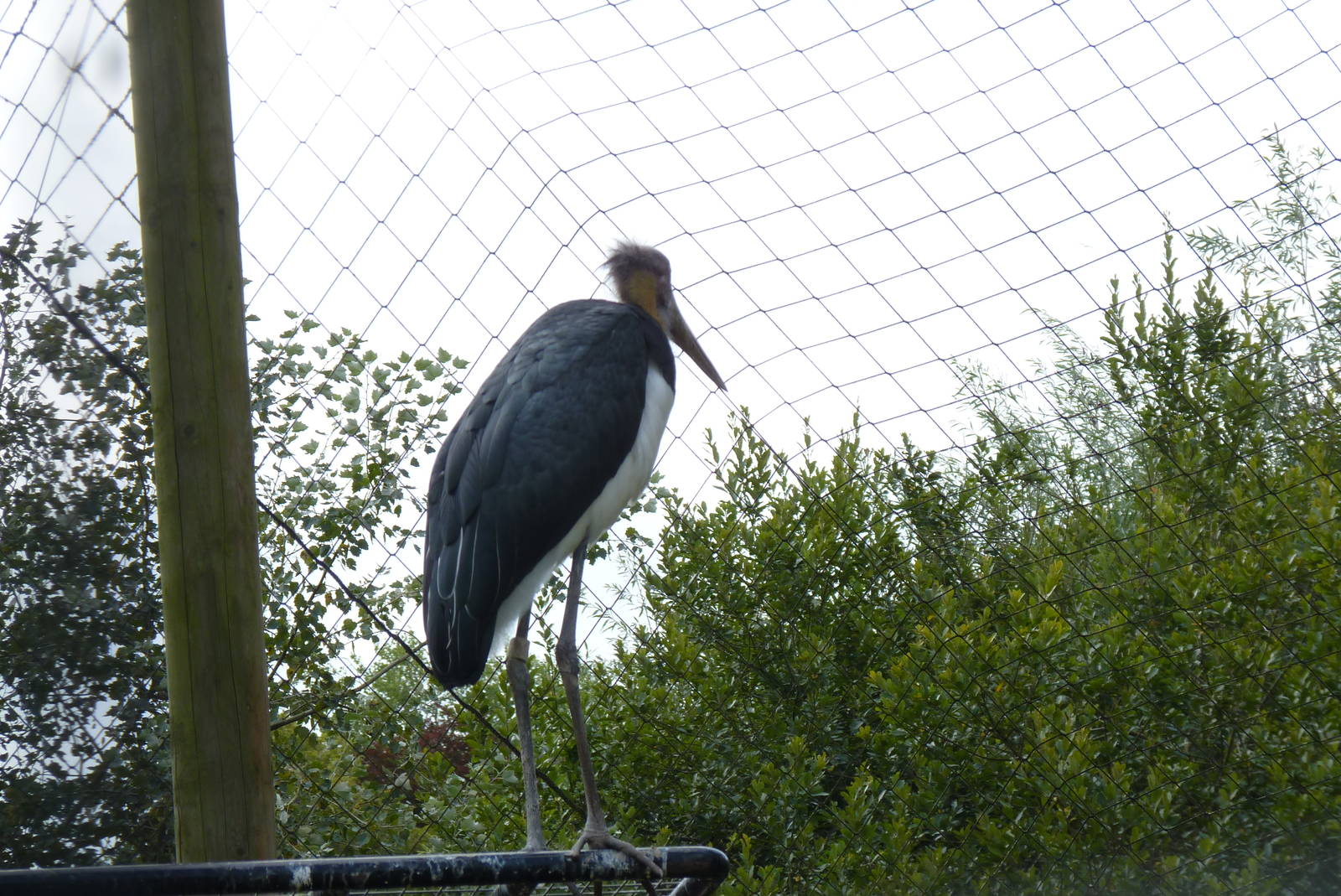 Lesser Adjutant Stork, September 2015