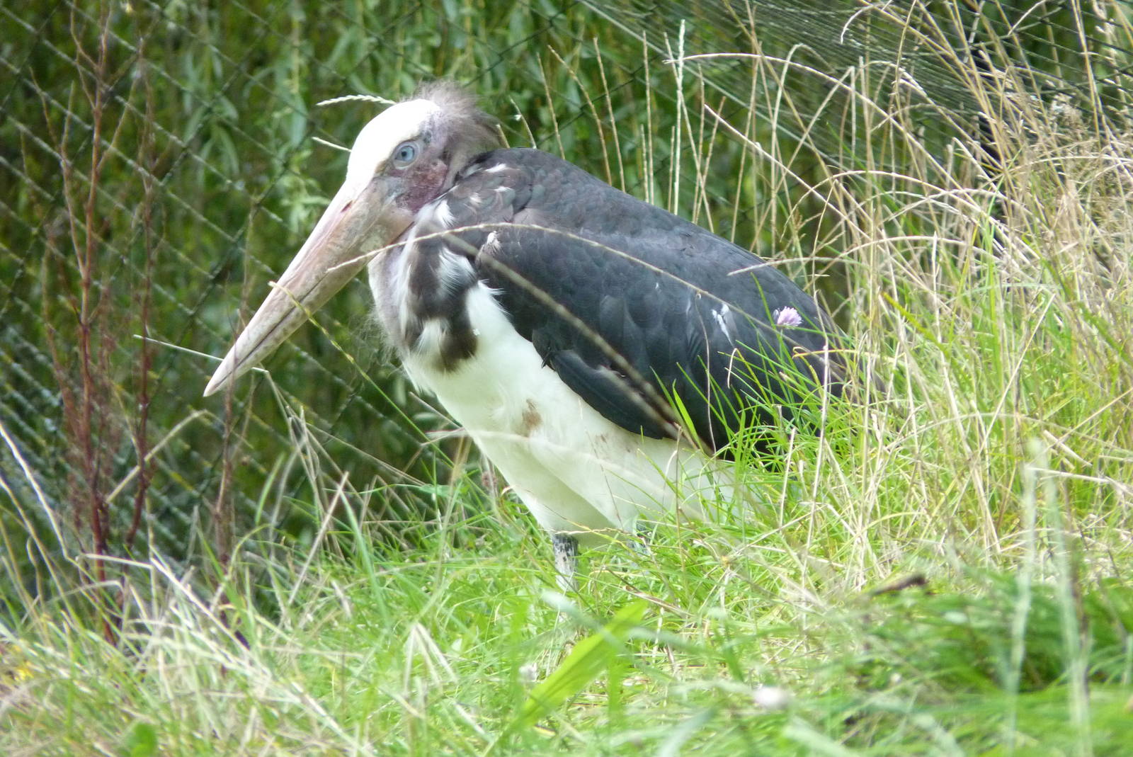 Lesser Adjutant Stork, September 2015