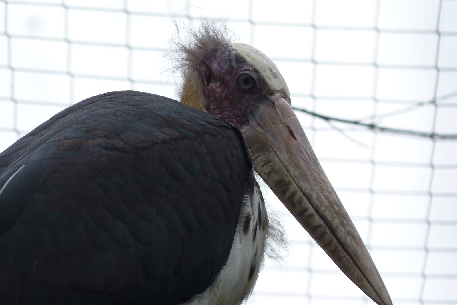 Lesser Adjutant Stork, September 2015