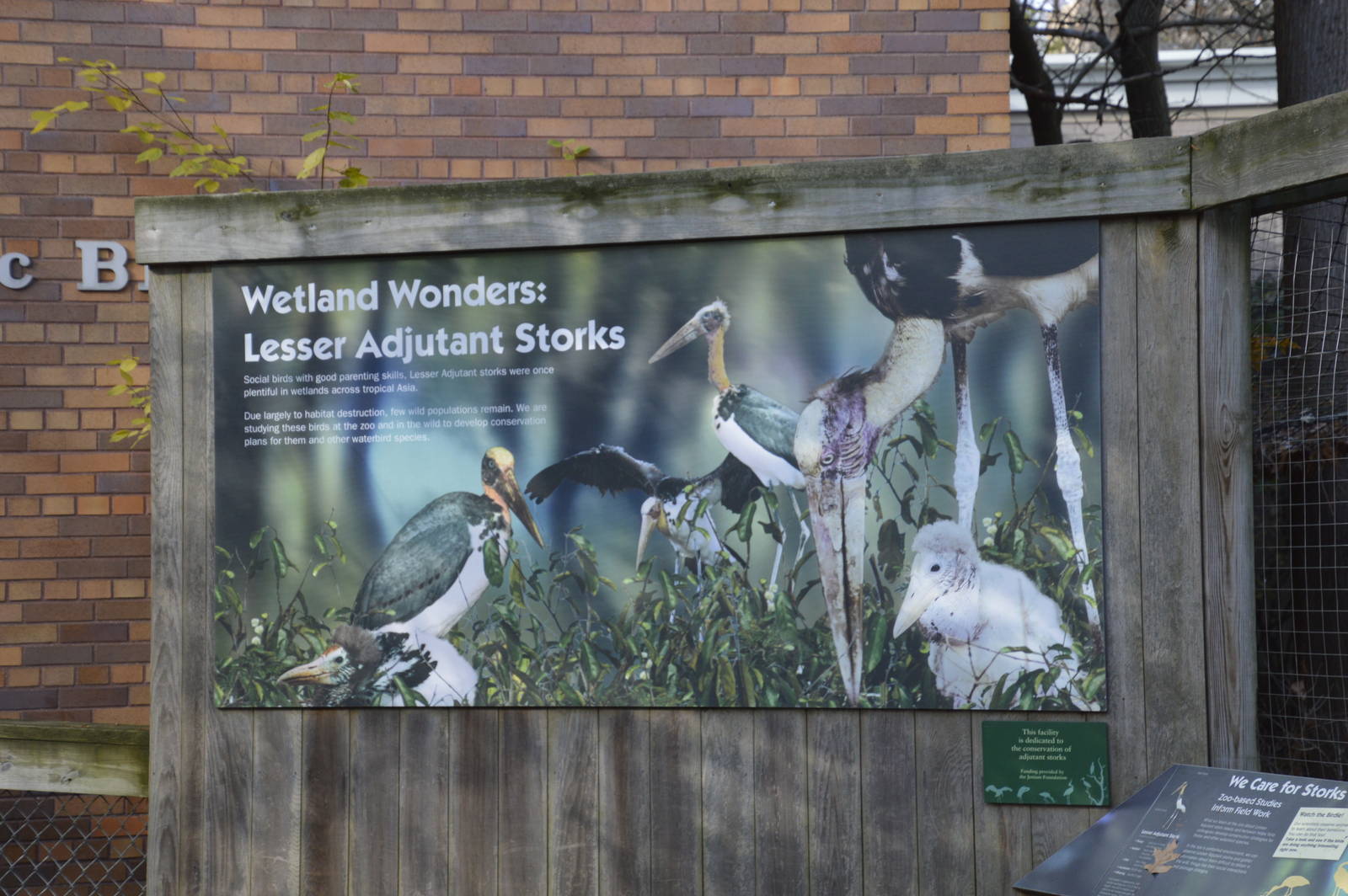 Lesser Adjutant Stork sign 031215