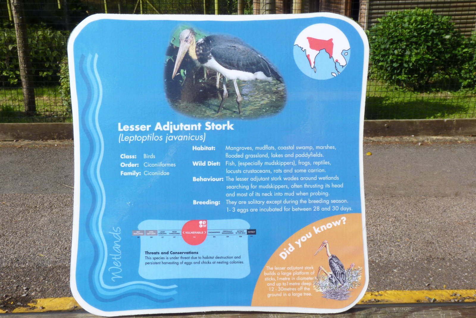 Lesser Adjutant Stork Sign, September 2015