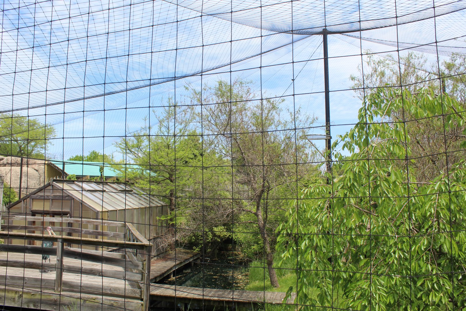 Lesser Adjutant Stork & Western Tufted Deer Aviary