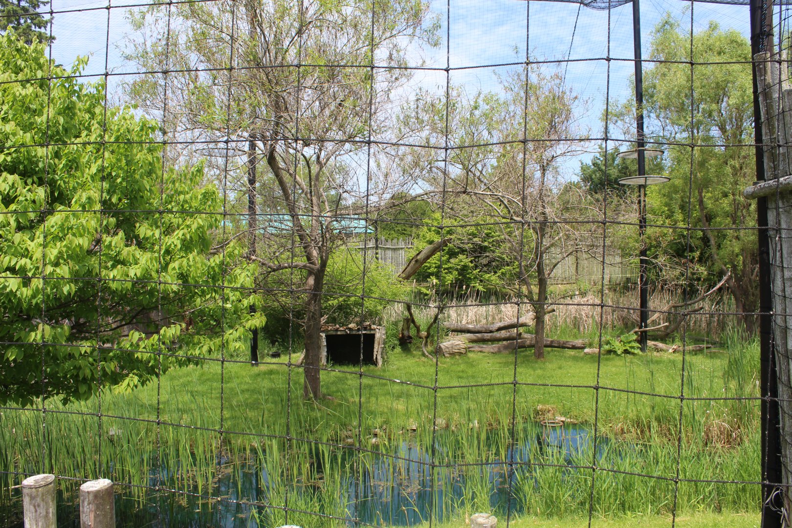 Lesser Adjutant Stork & Western Tufted Deer Aviary
