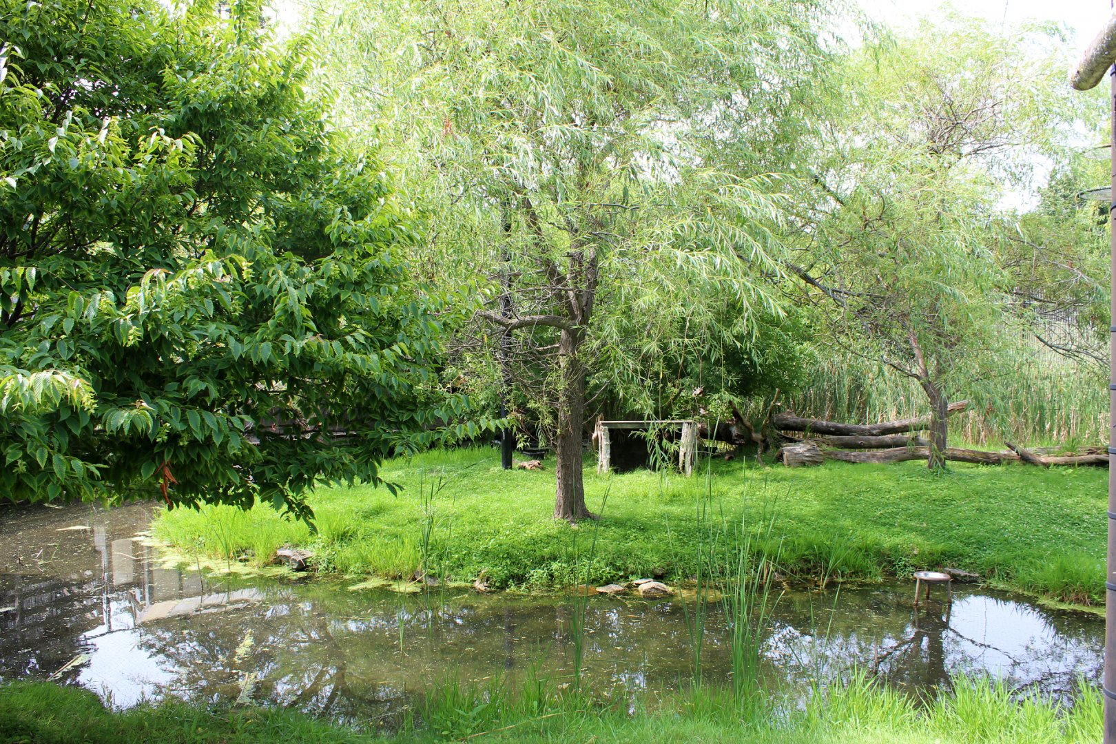 Lesser Adjutant Stork & Western Tufted Deer Aviary