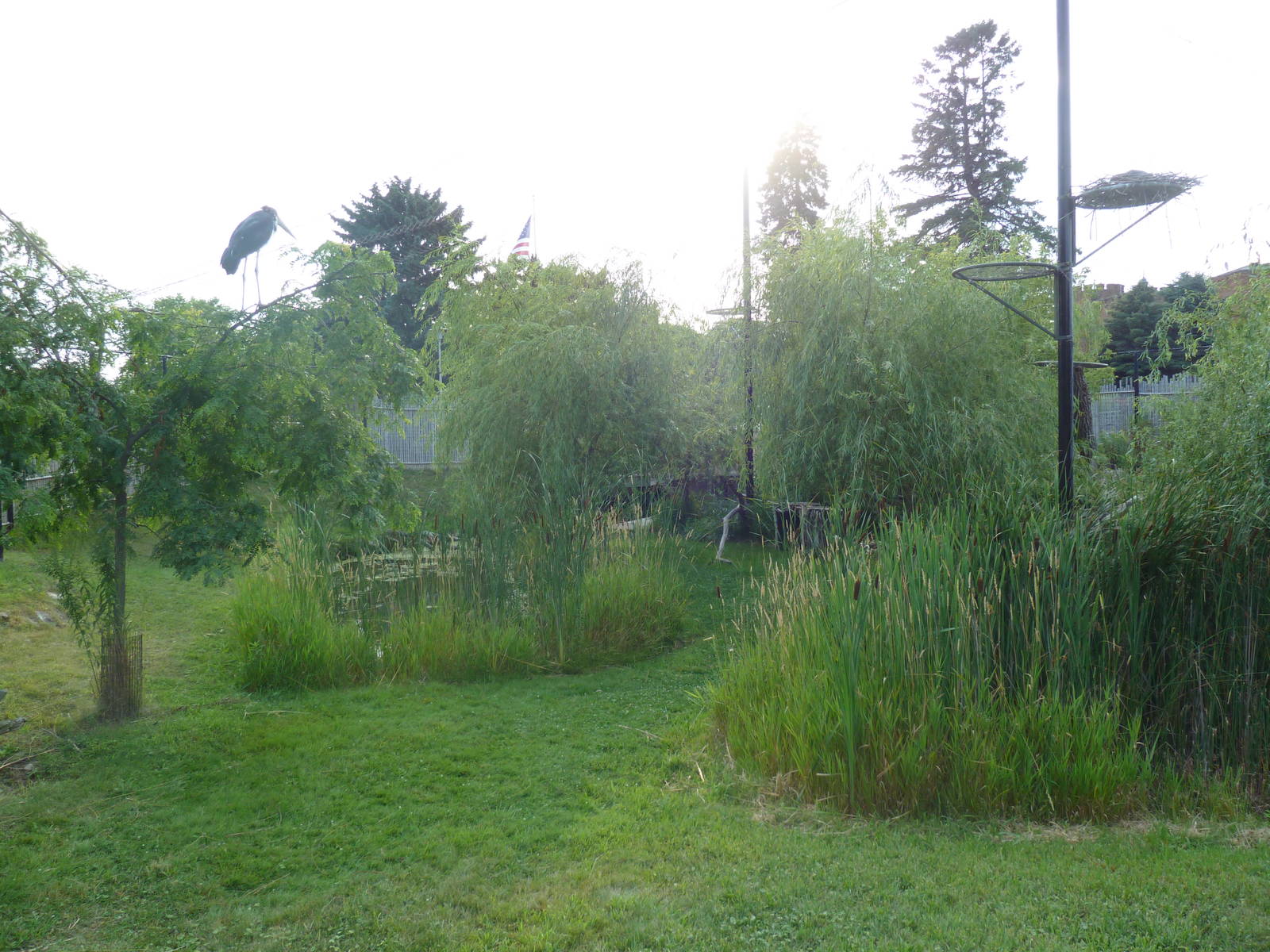 Lesser Adjutant Stork /Western Tufted Deer Exhibit - Outstanding!