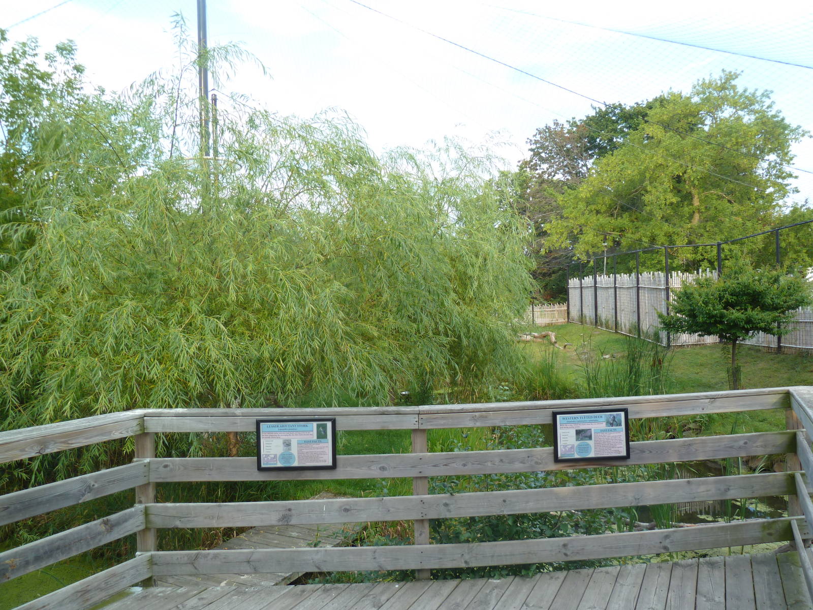 Lesser Adjutant Stork /Western Tufted Deer Exhibit - Outstanding!