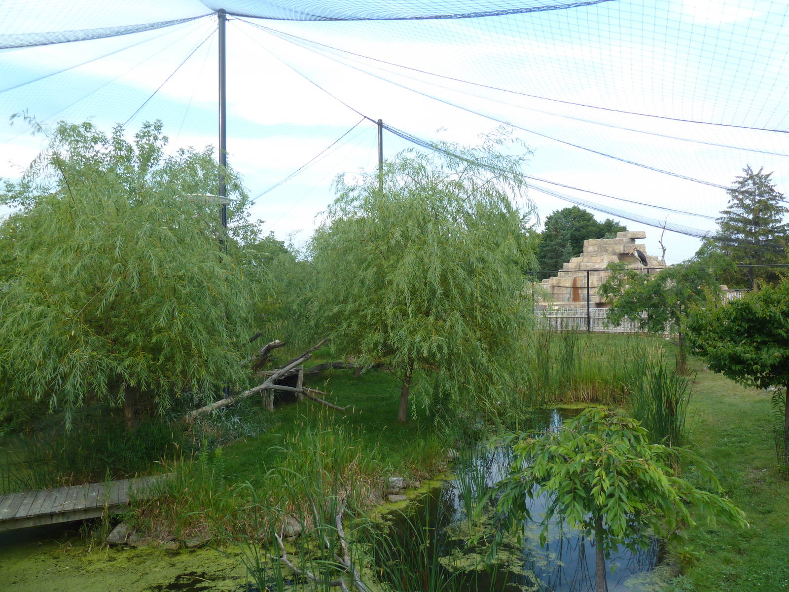 Lesser Adjutant Stork /Western Tufted Deer Exhibit - Outstanding!