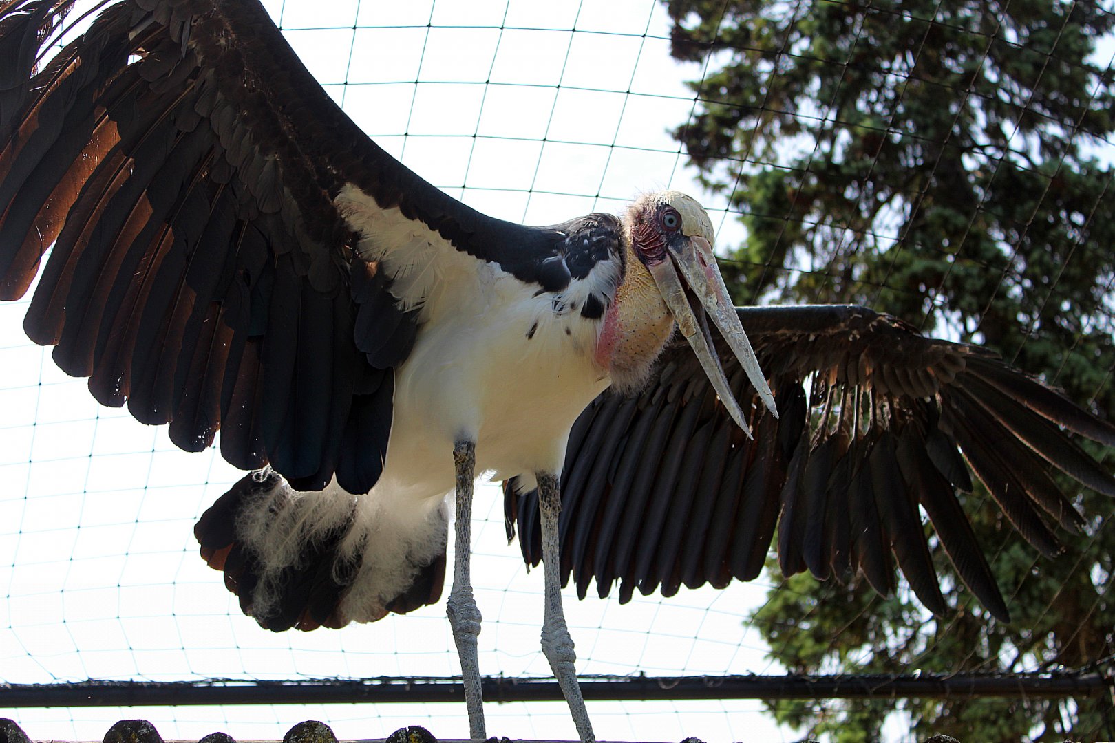 Lesser Adjutant Stork Wingspan