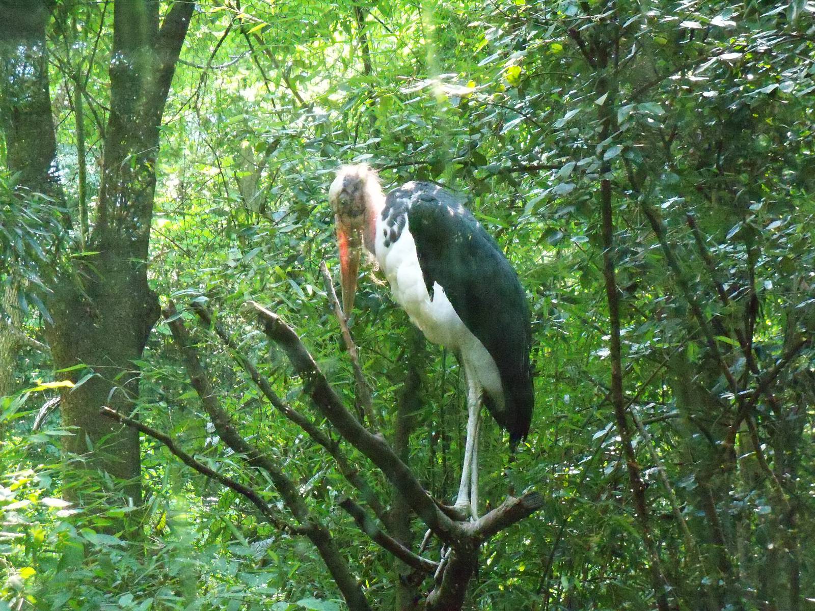 Lesser Adjutant Stork