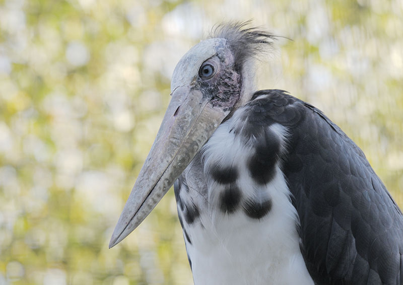 Lesser adjutant stork