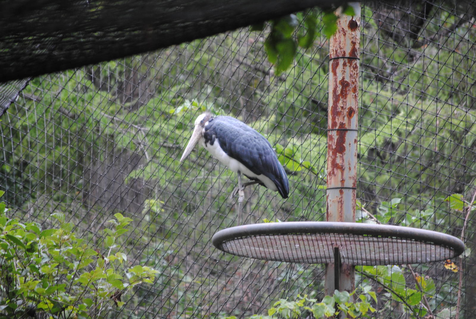 Lesser Adjutant Stork