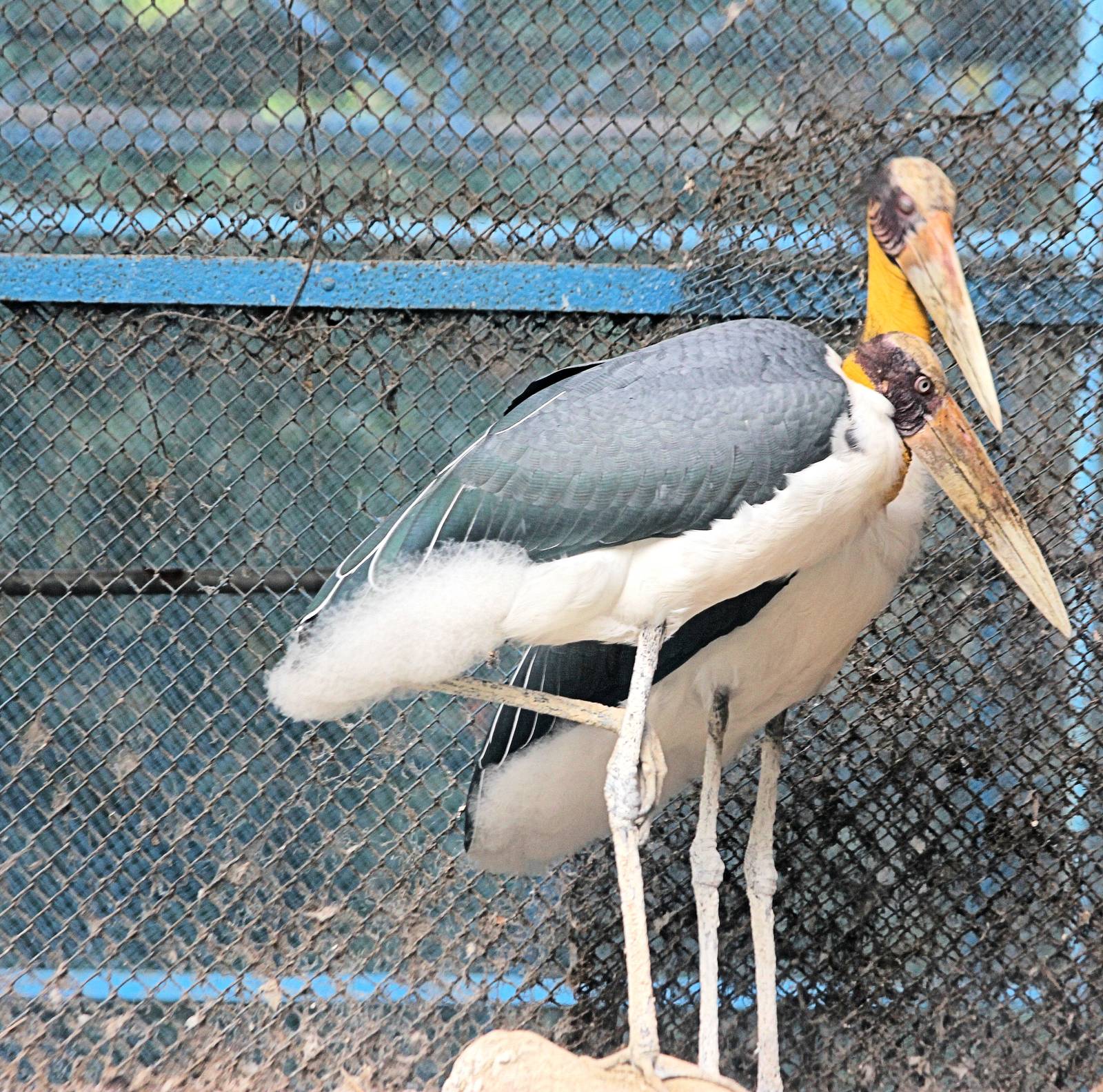 Lesser Adjutant Stork