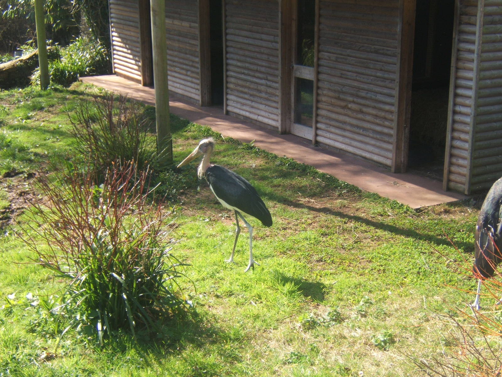 Lesser Adjutant Stork