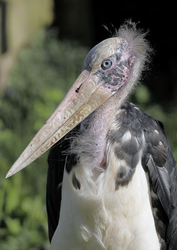 Lesser adjutant stork