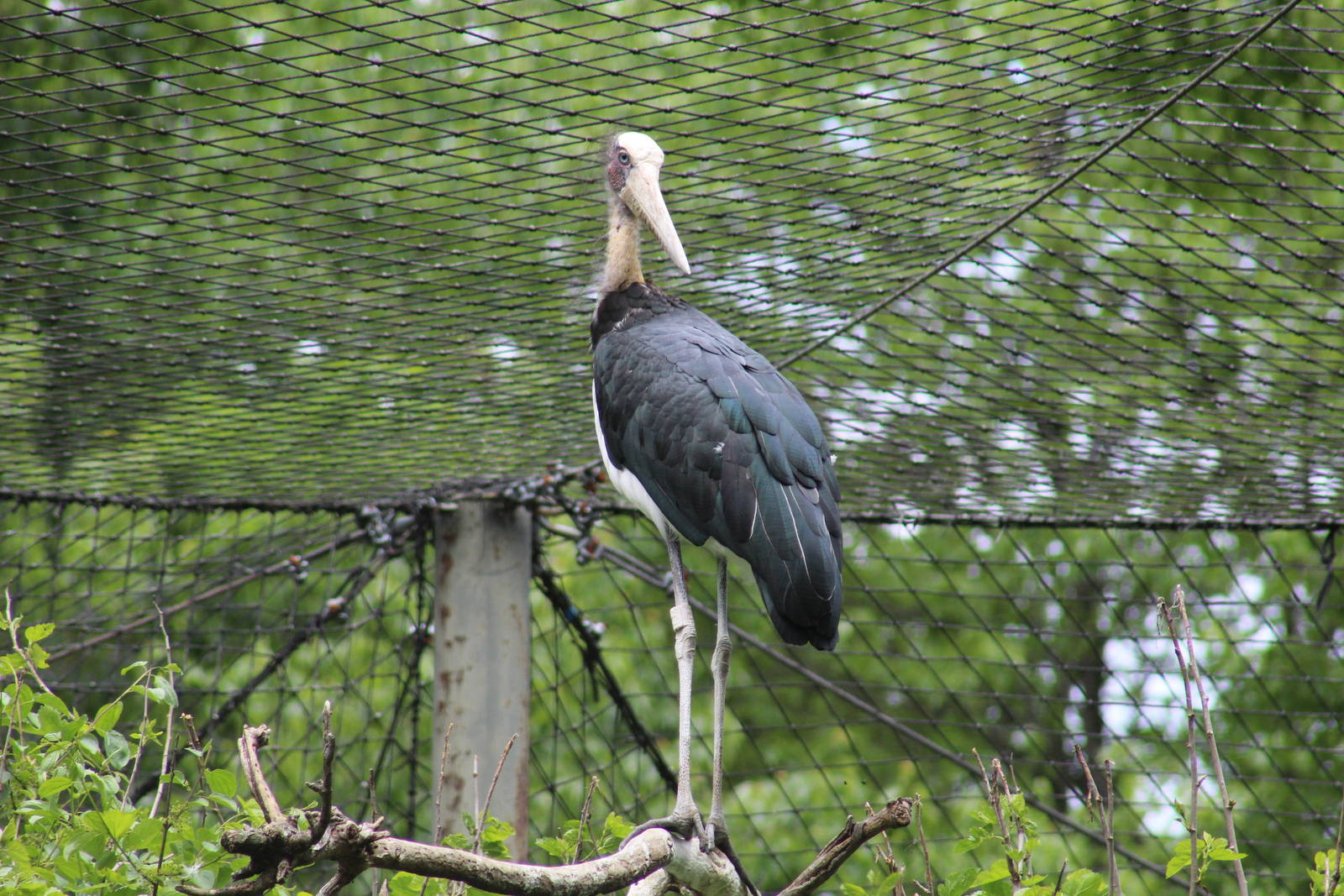 Lesser Adjutant Stork