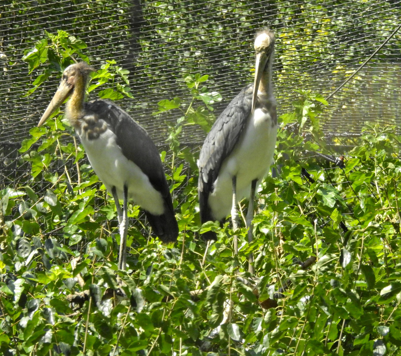 Lesser Adjutant Stork