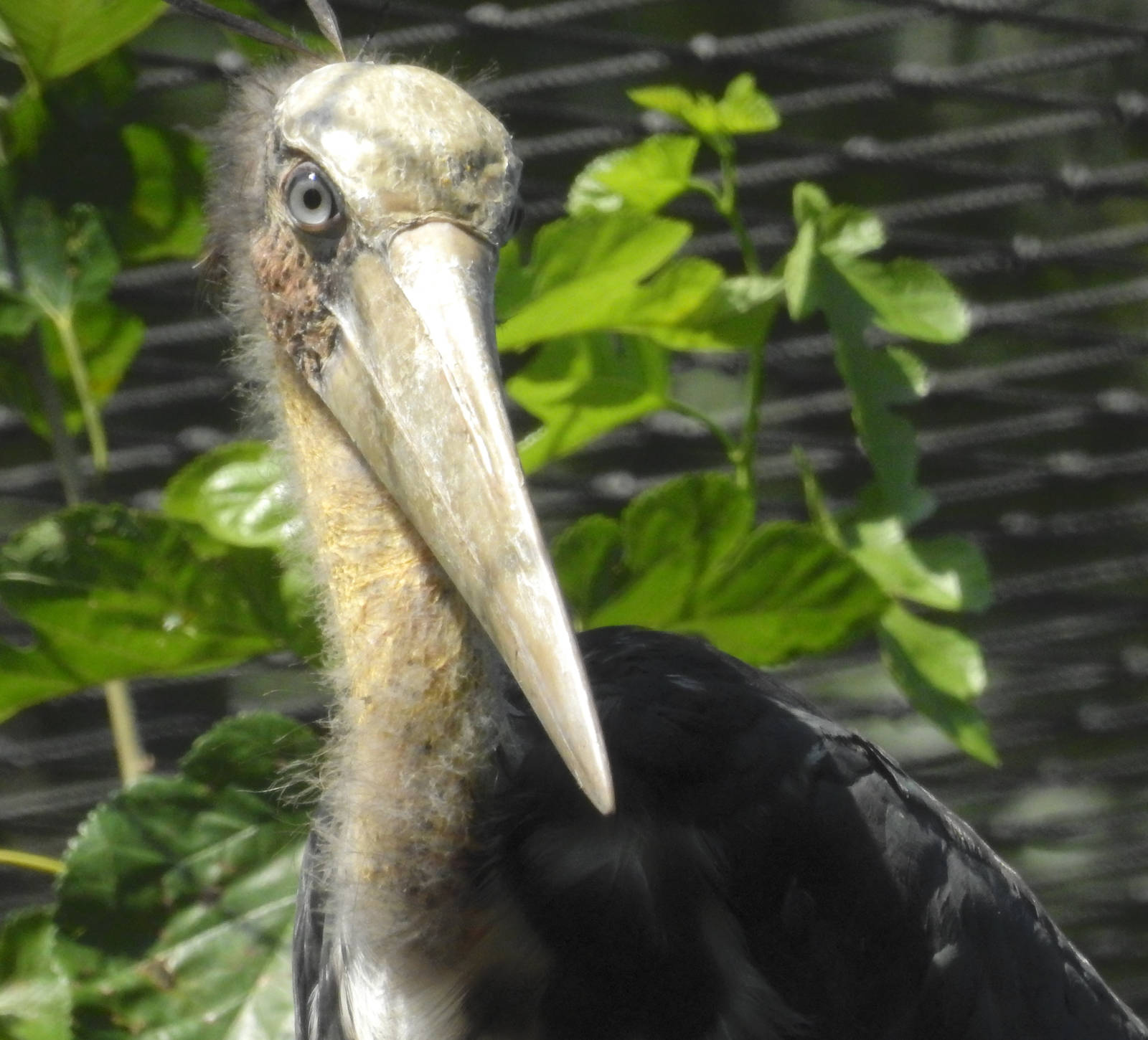 Lesser Adjutant Stork