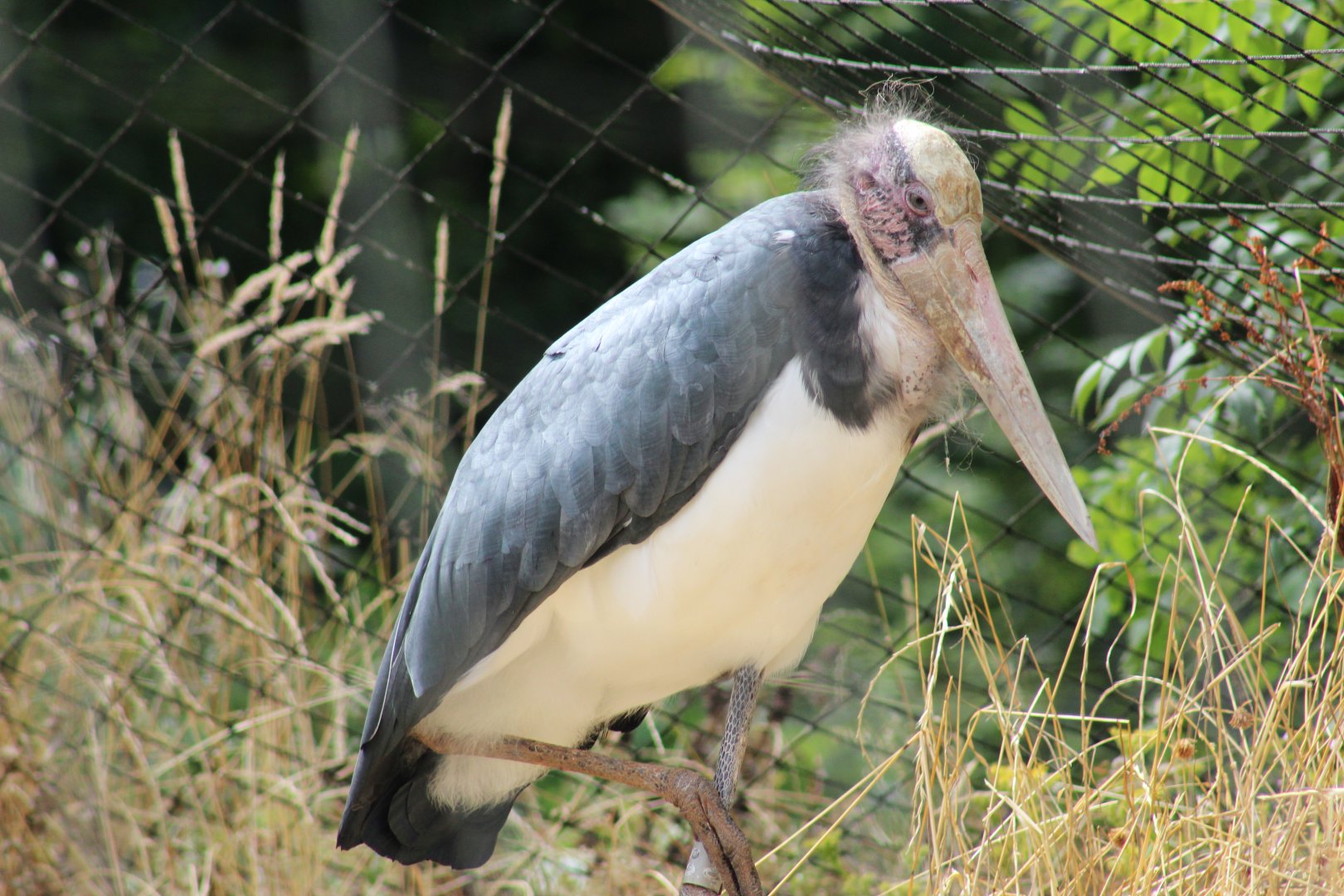 Lesser Adjutant Stork