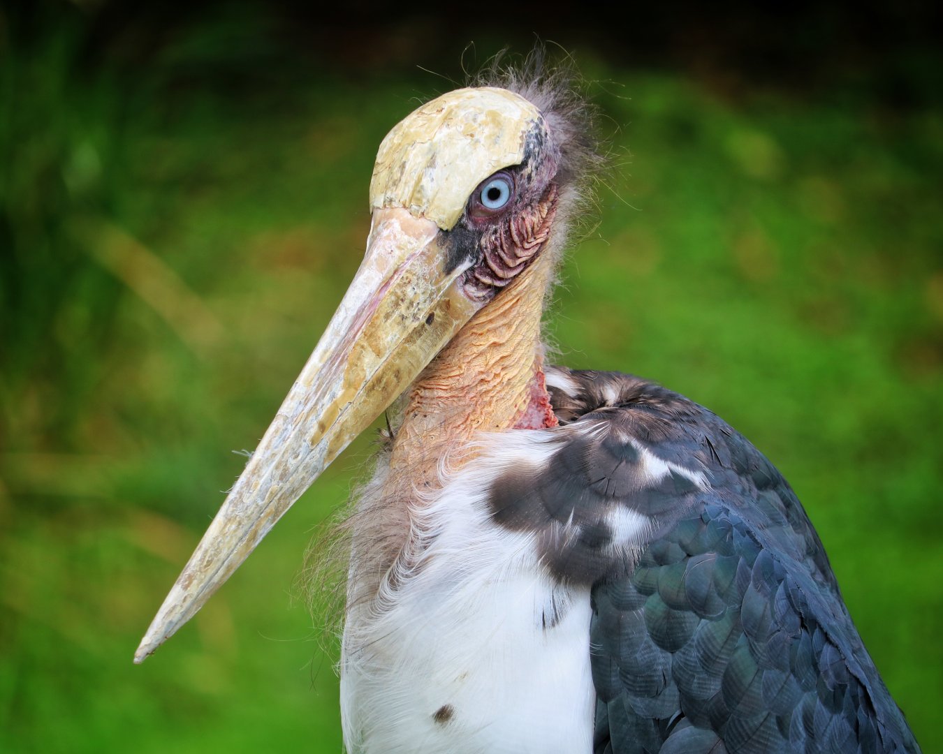 Lesser Adjutant Stork