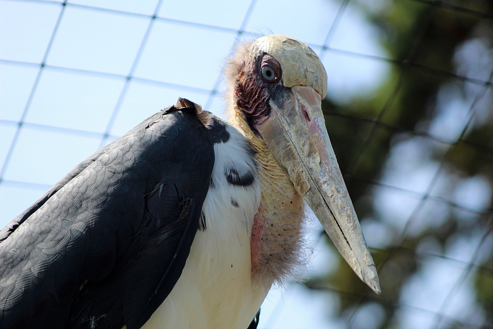 Lesser Adjutant Stork