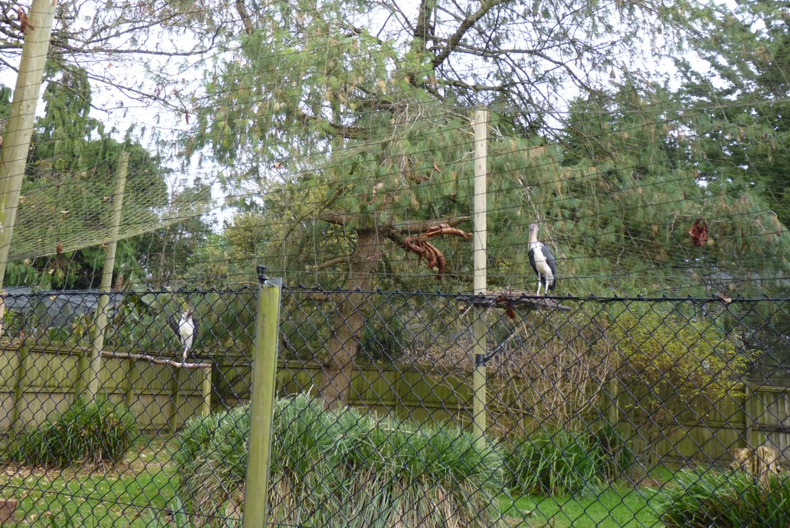 Lesser Adjutant Storks, 5 December 2016