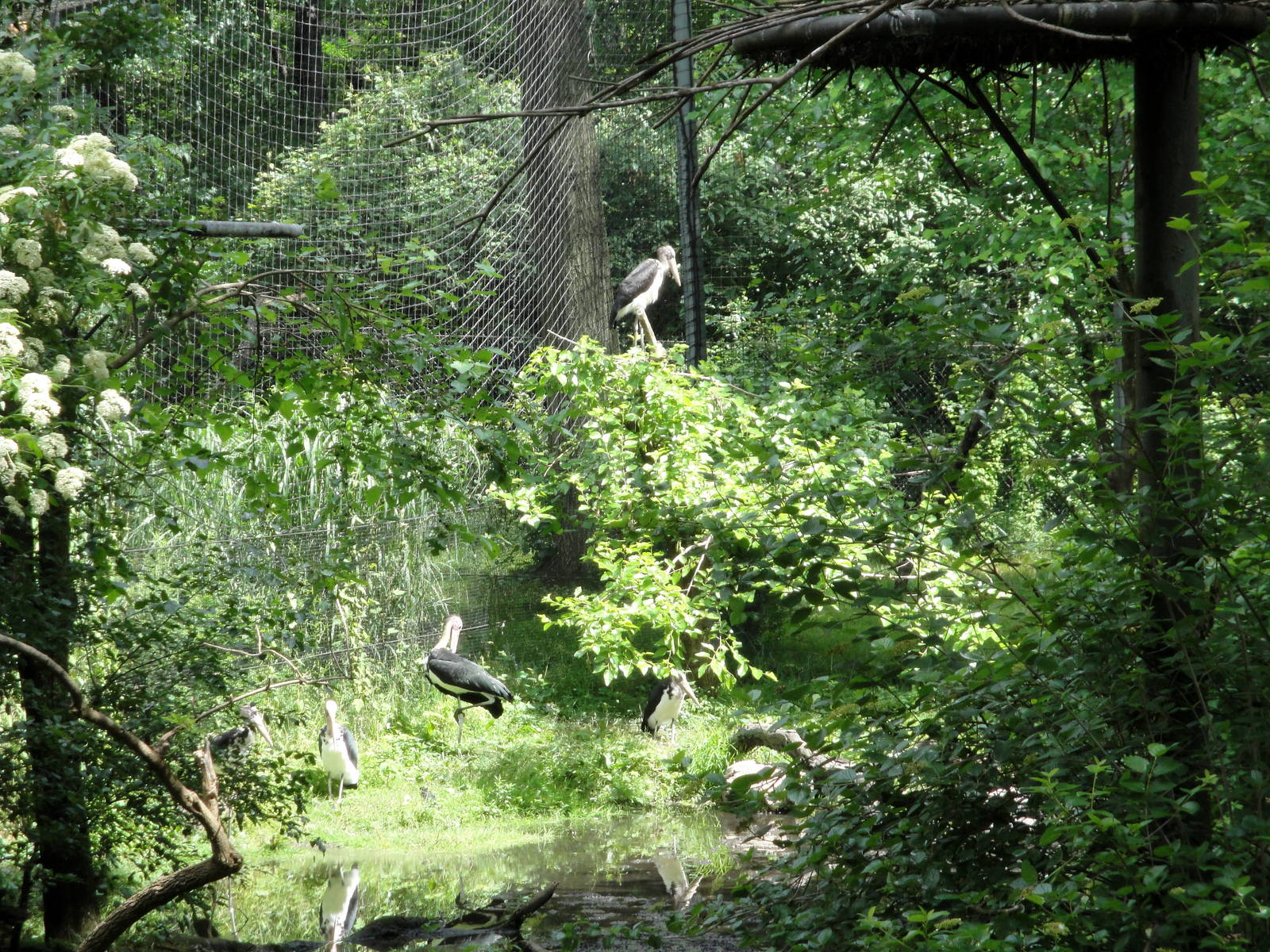Lesser Adjutant Storks
