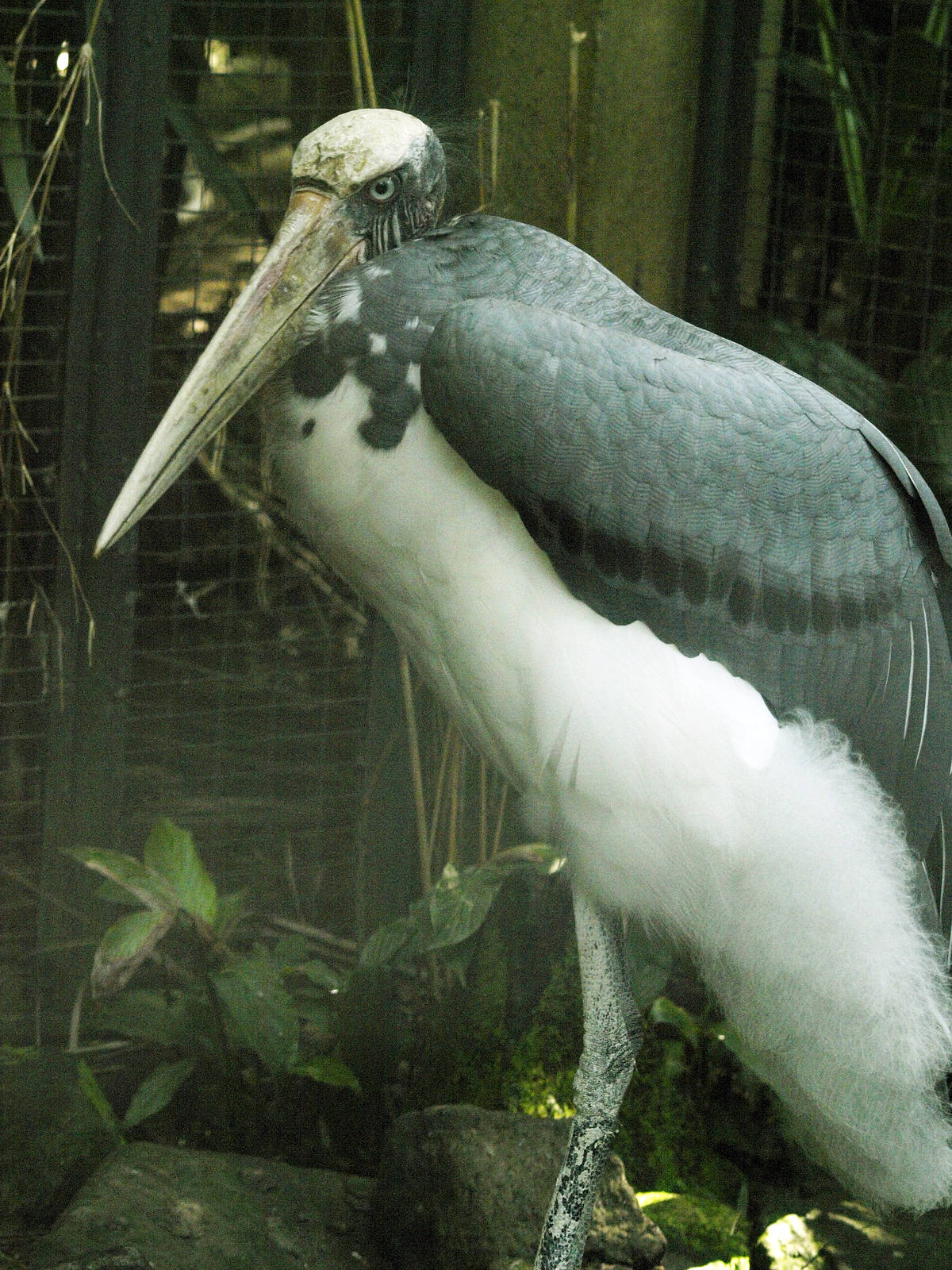 Lesser adjutant
