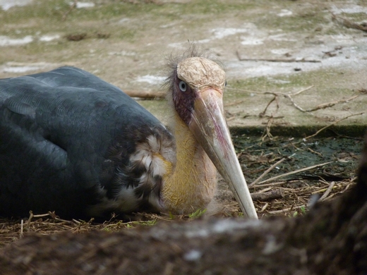 Lesser adjutant