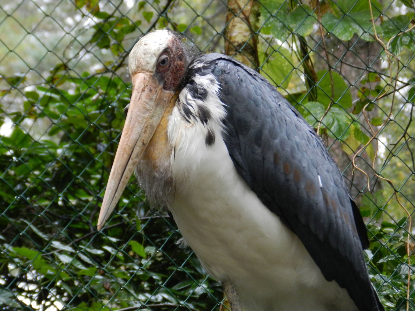 Lesser Adjutant
