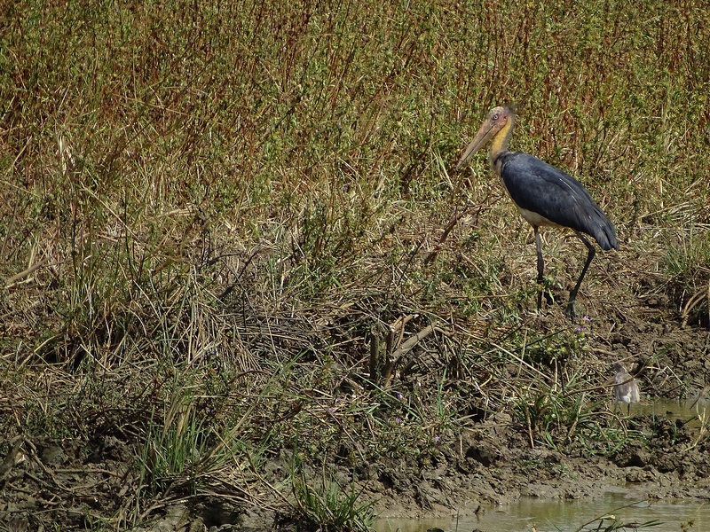 Lesser adjutant