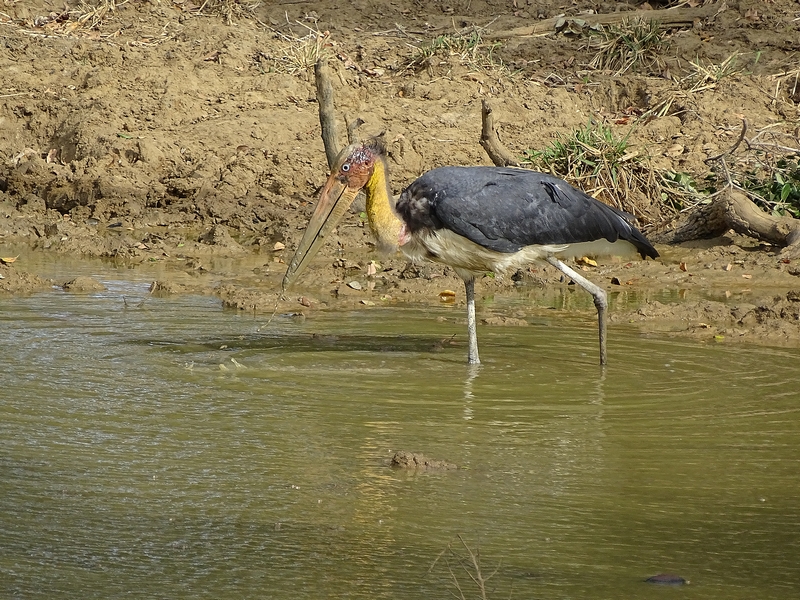 Lesser adjutant