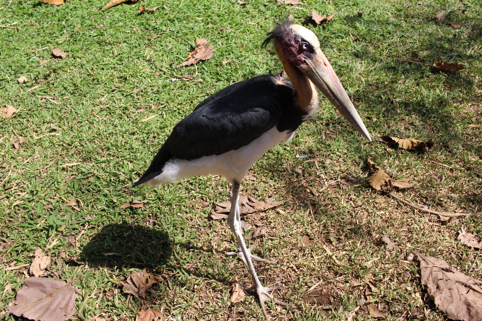 Lesser Adjutant