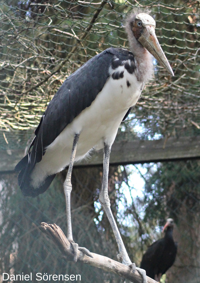Lesser adjutant