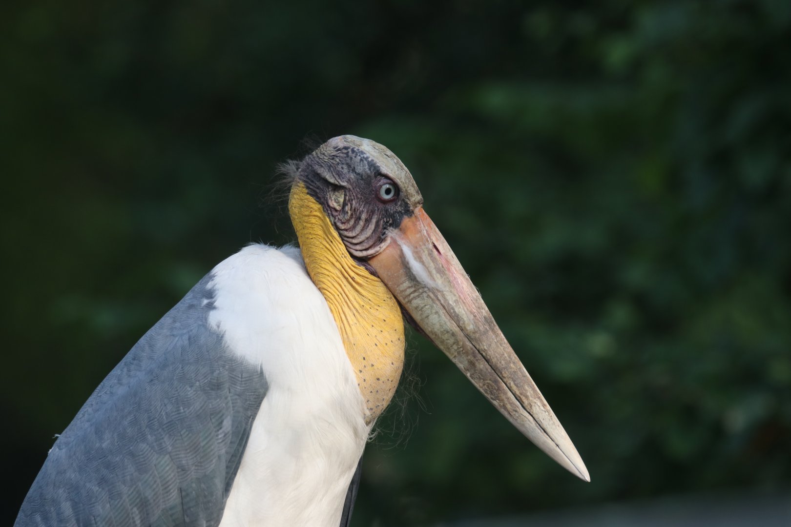 Lesser adjutant
