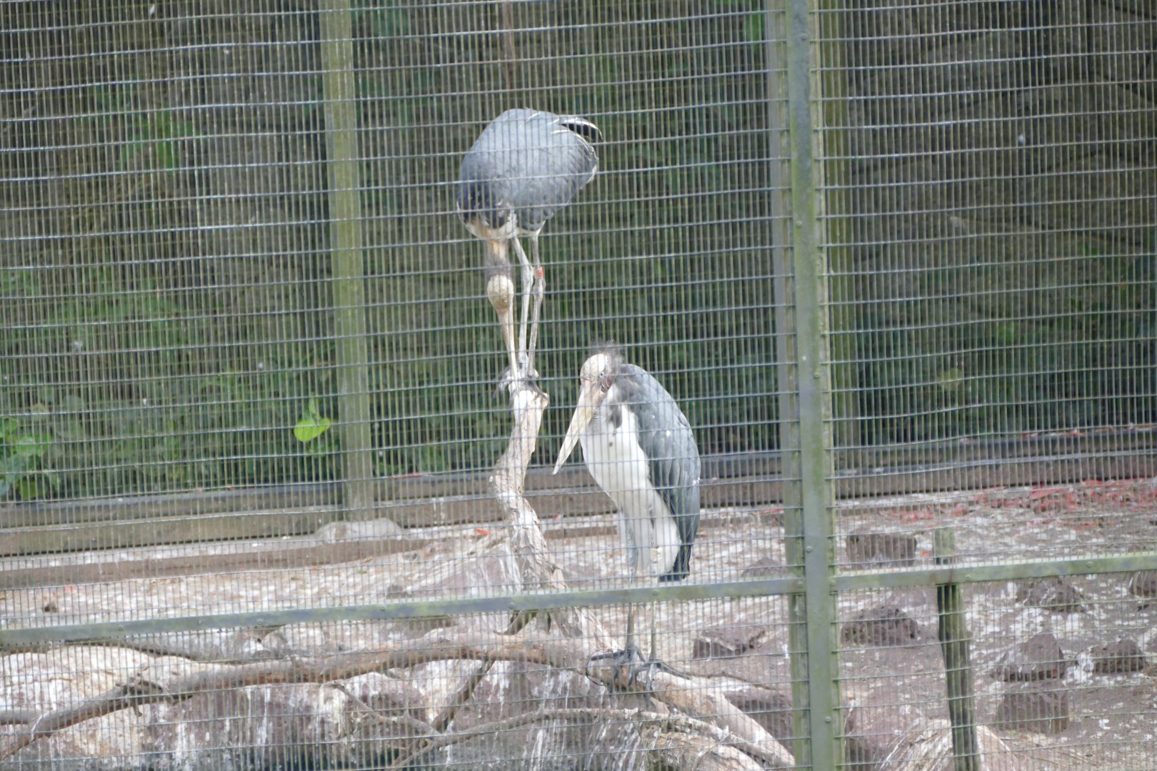 Lesser Adjutant