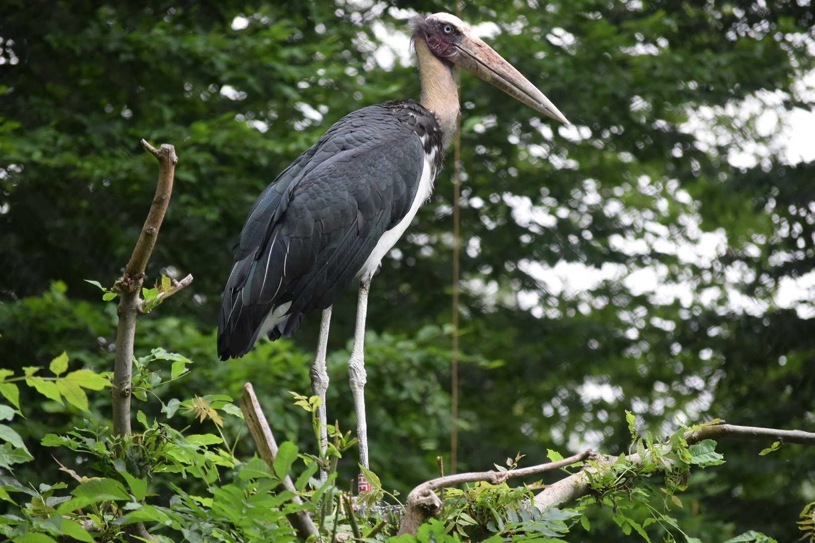 Lesser adjutant