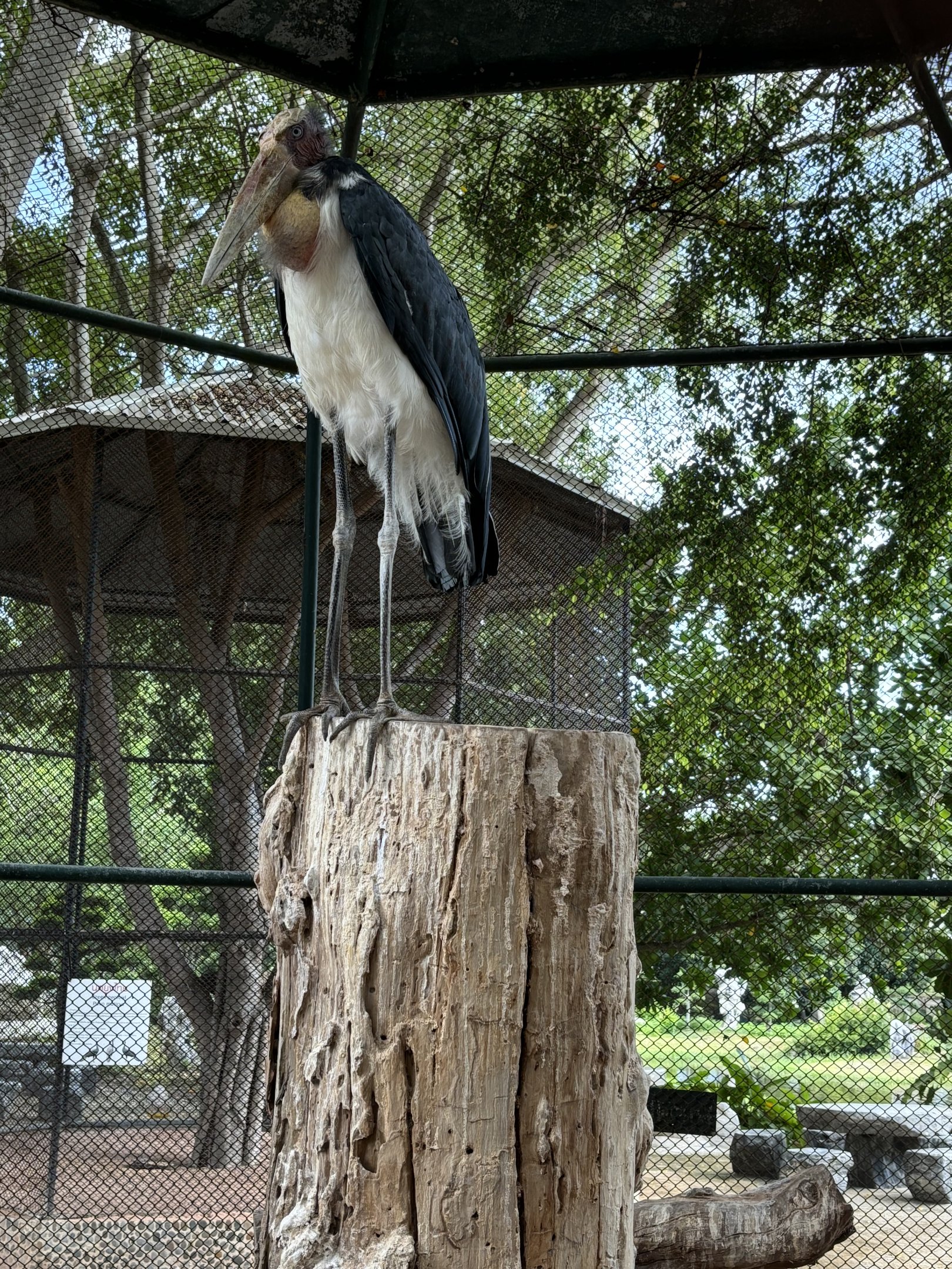 Lesser Adjutant