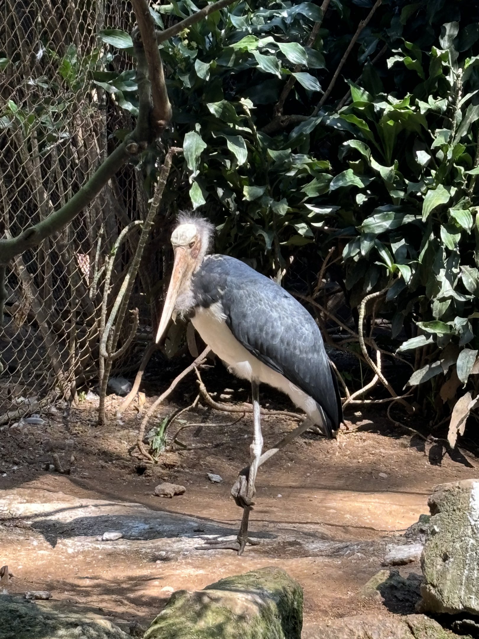 Lesser Adjutant