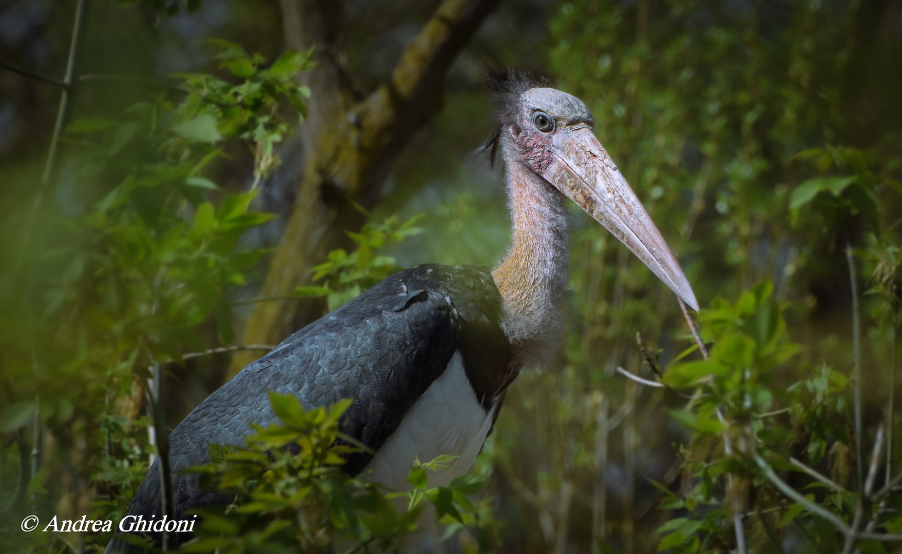 Lesser adjutant
