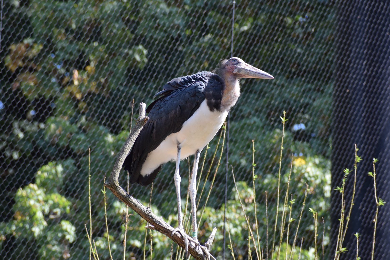 Lesser adjutant